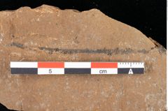 Foto (Detailansicht) von Peridermium palaeopini Ettingshausen (NHMW-GEO-2024-0188-0004)